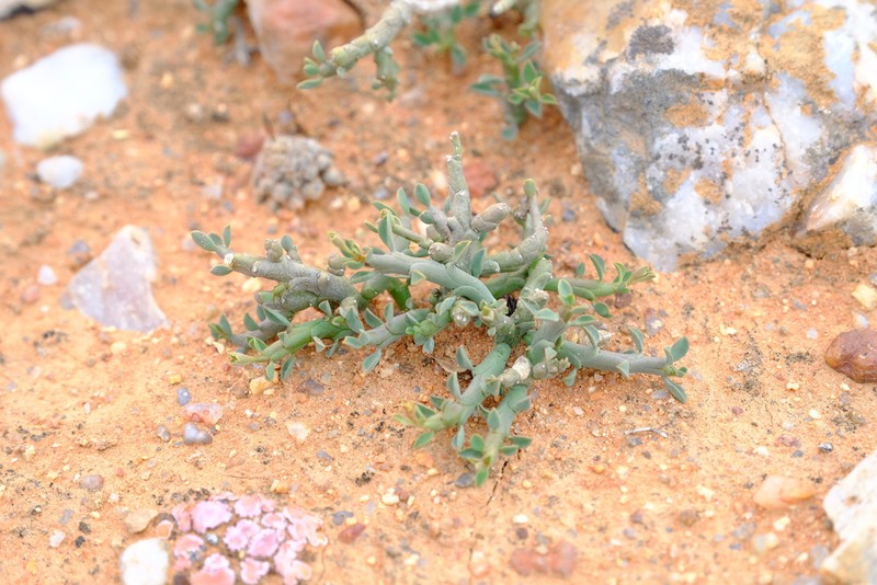 Euphorbia celata