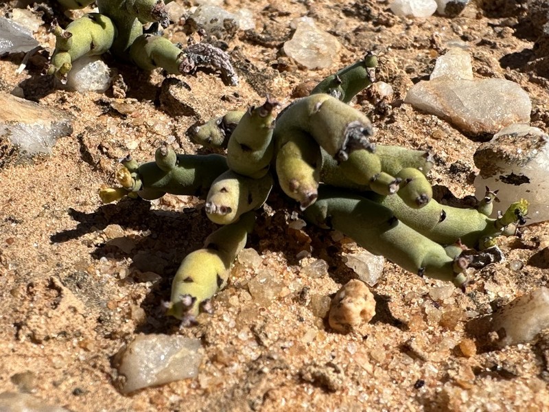 Euphorbia celata photo 3