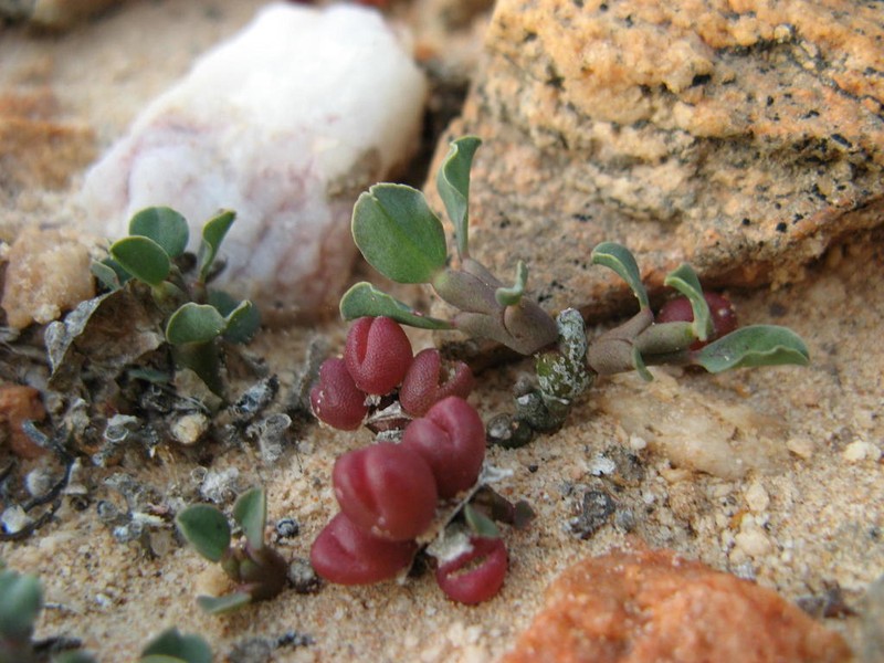 Euphorbia celata photo 4