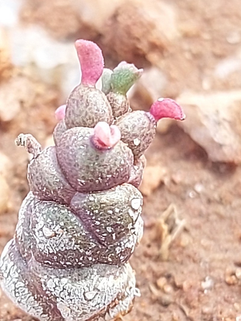 Euphorbia celata photo 6