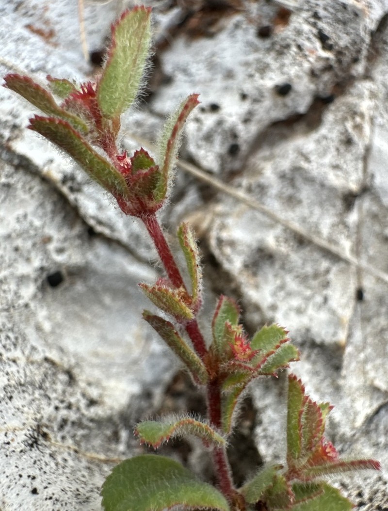 Euphorbia centralis