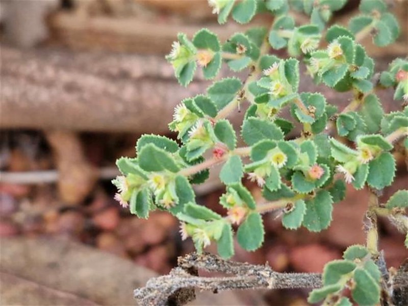 Euphorbia centralis photo 2