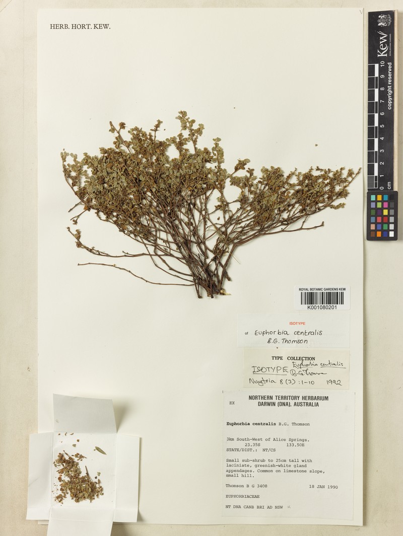 Euphorbia centralis photo 5