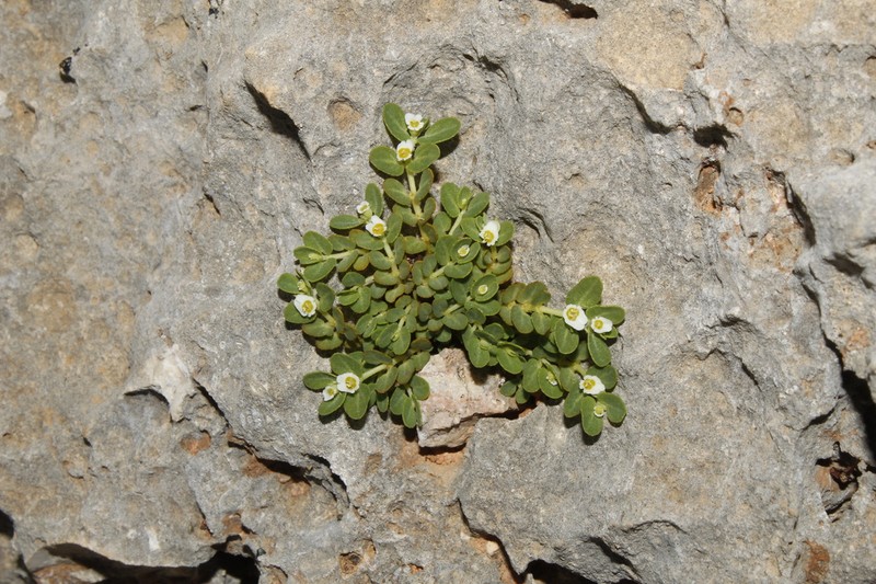 Euphorbia centunculoides