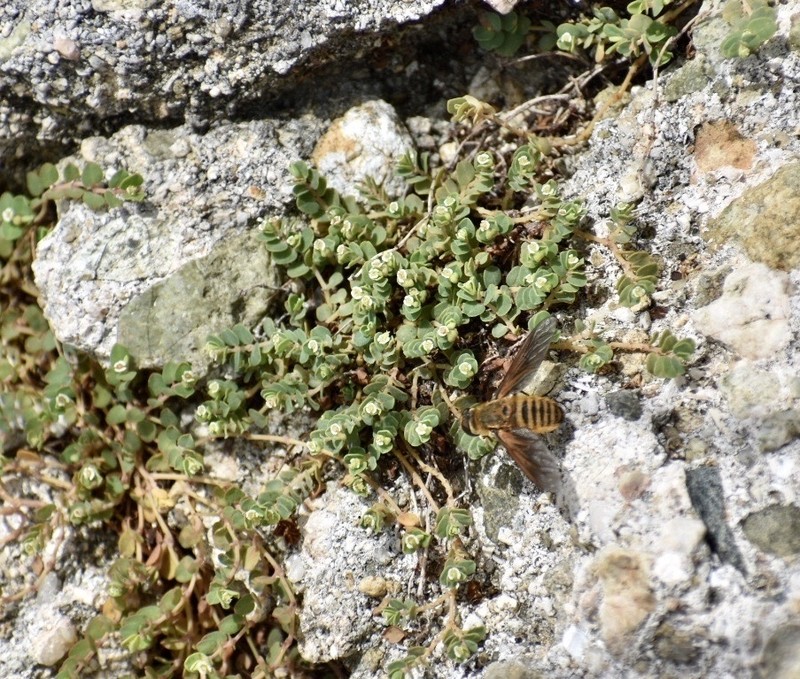 Euphorbia centunculoides photo 2