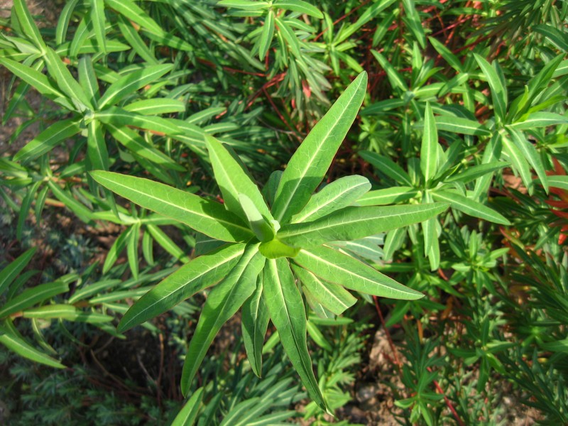Euphorbia ceratocarpa
