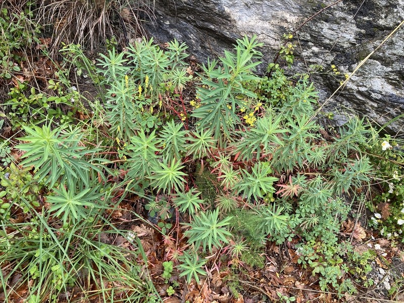 Euphorbia ceratocarpa photo 2