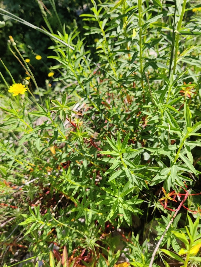 Euphorbia ceratocarpa photo 3