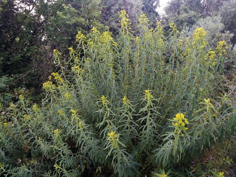 Euphorbia ceratocarpa photo 4