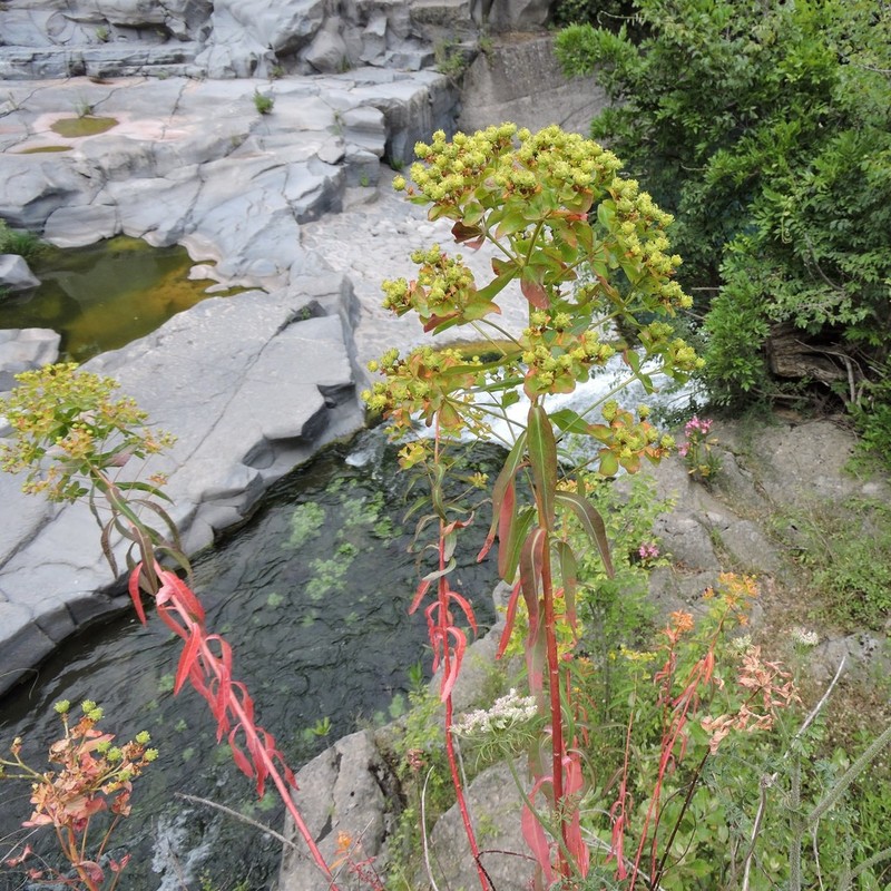 Euphorbia ceratocarpa photo 5