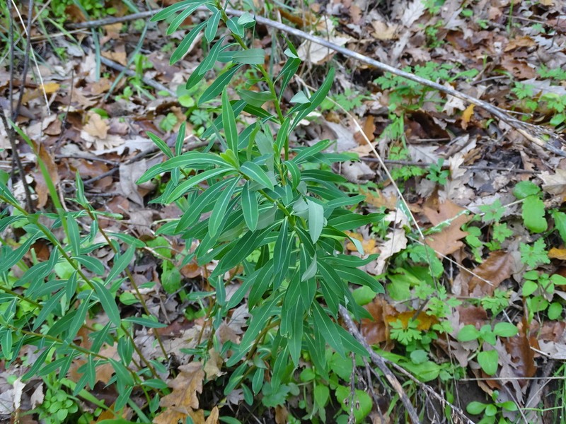Euphorbia ceratocarpa photo 6