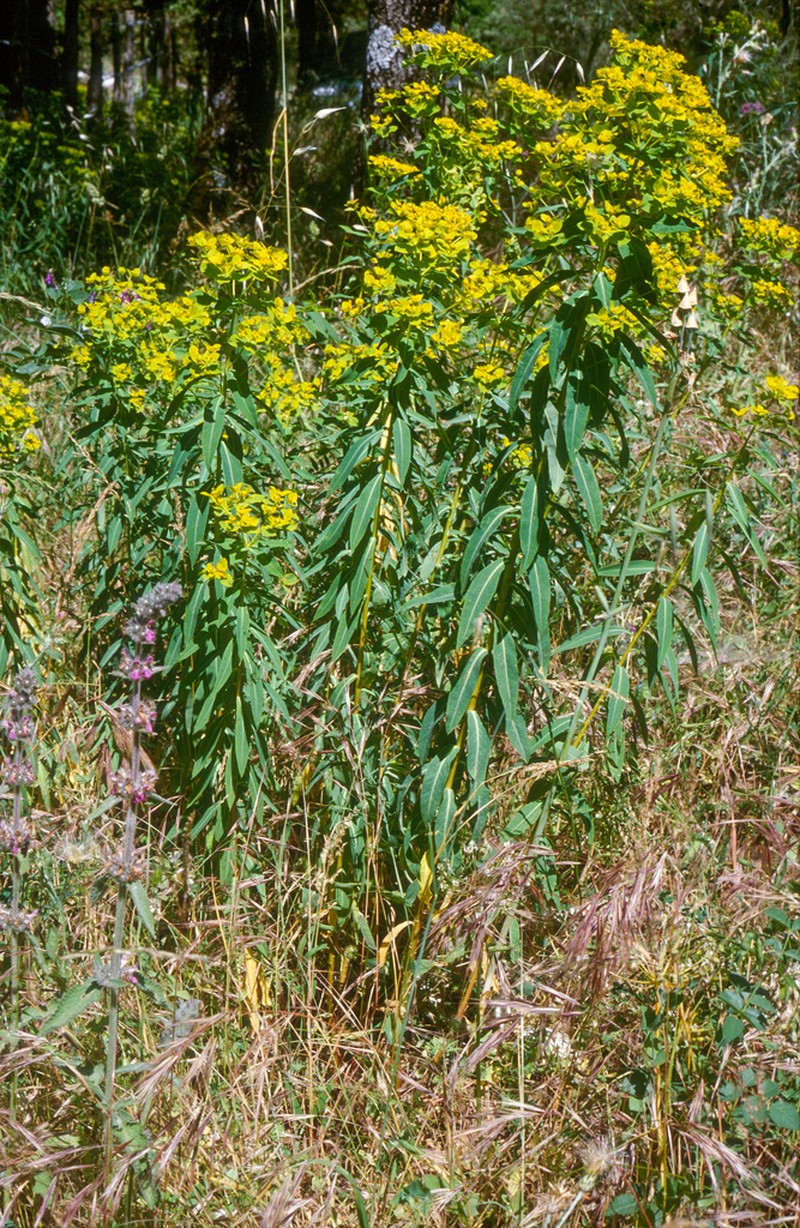 Euphorbia ceratocarpa photo 7