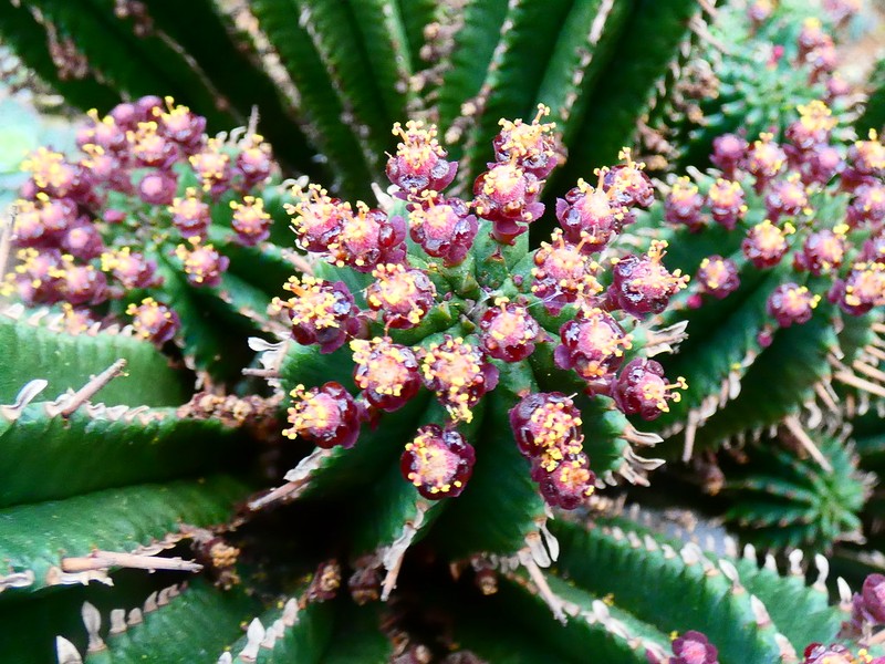 Euphorbia cereiformis photo 2