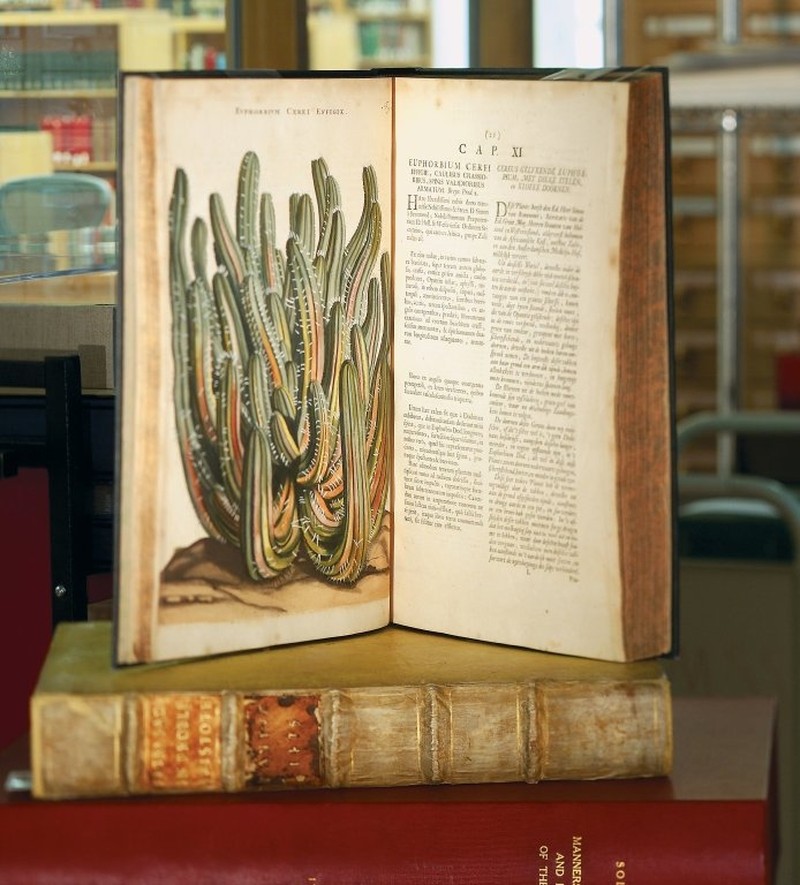 Euphorbia cereiformis