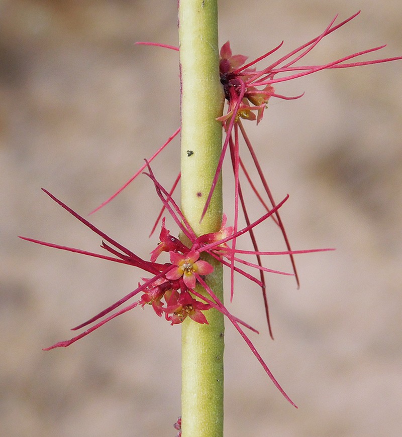 Euphorbia ceroderma