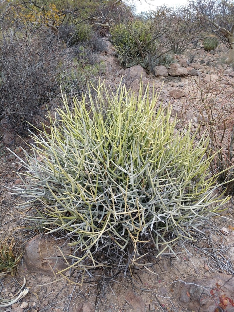 Euphorbia ceroderma photo 2