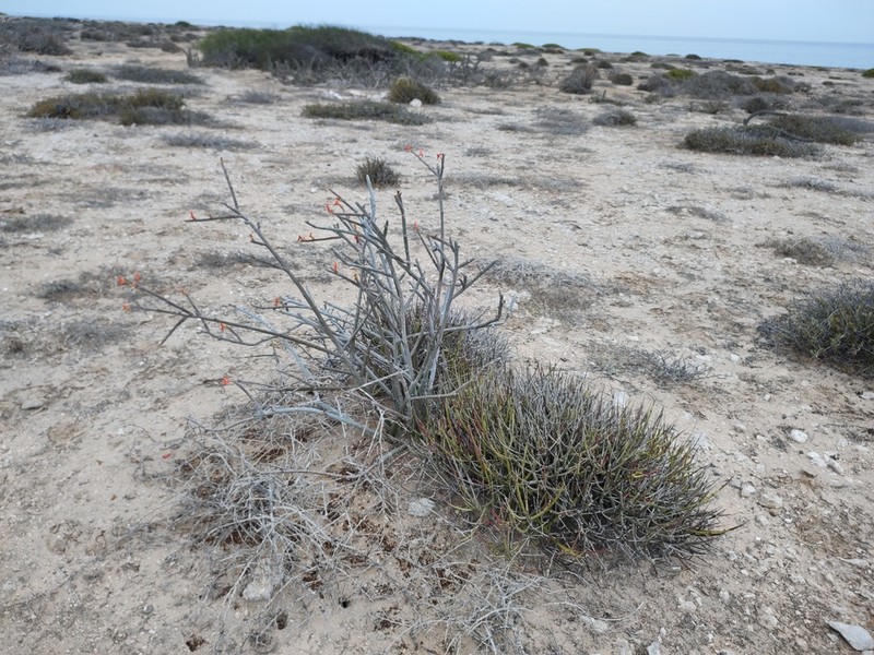 Euphorbia ceroderma photo 3