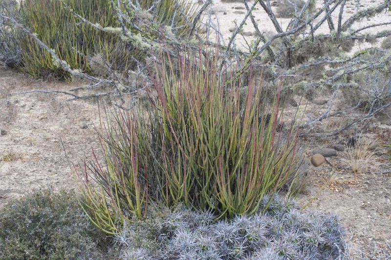 Euphorbia ceroderma photo 4