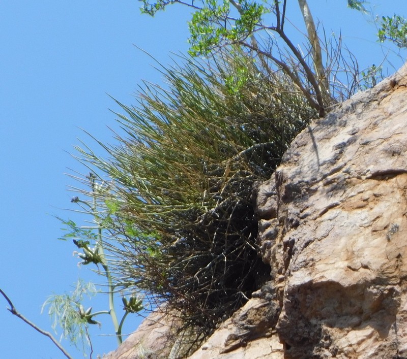 Euphorbia ceroderma photo 5