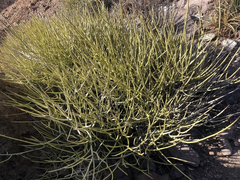 Euphorbia ceroderma photo 6