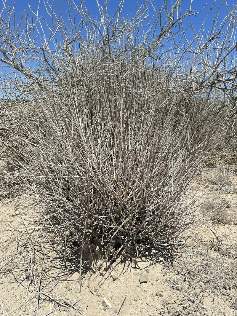 Euphorbia ceroderma photo 7