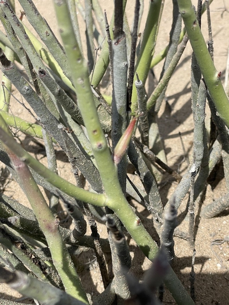Euphorbia ceroderma photo 8