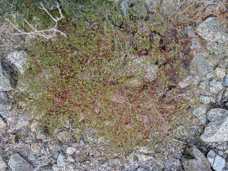 Euphorbia cerralvensis