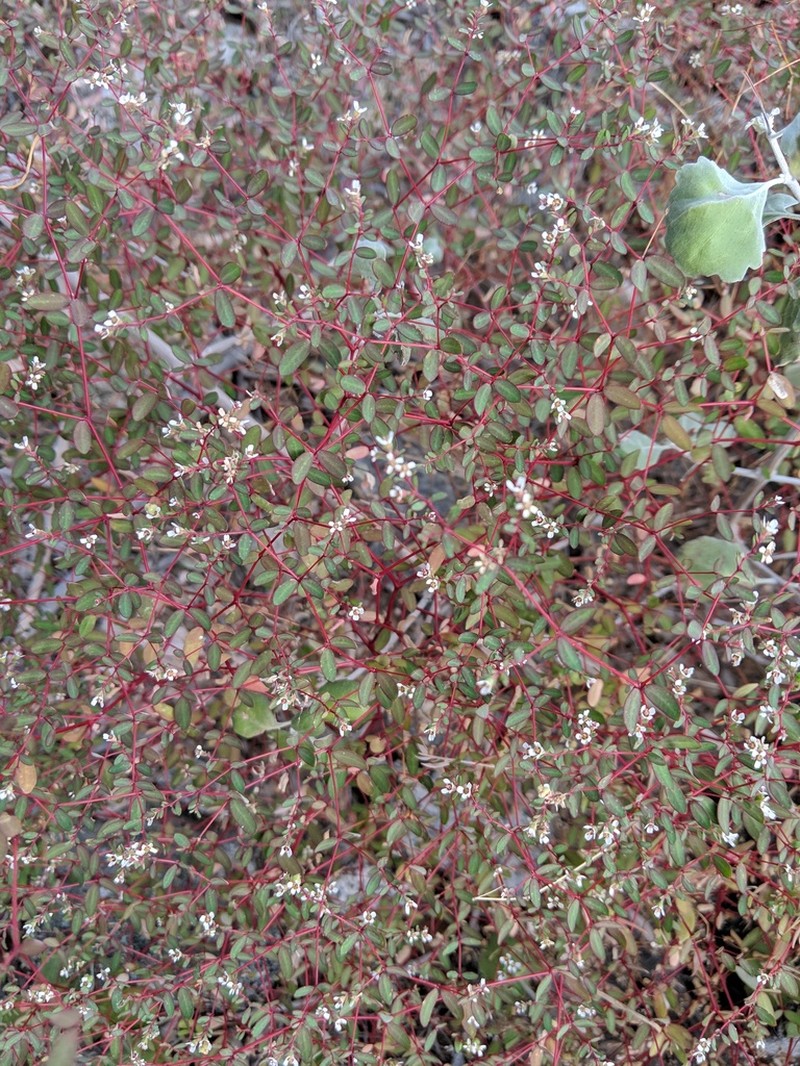 Euphorbia cerralvensis photo 2
