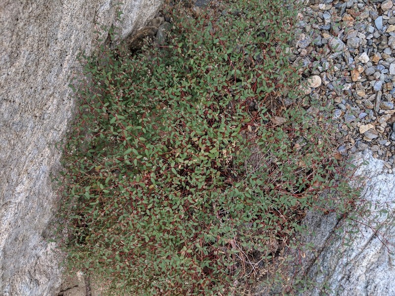 Euphorbia cerralvensis photo 3