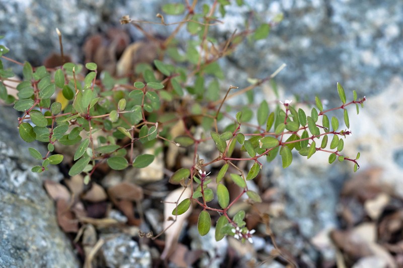Euphorbia cerralvensis photo 4