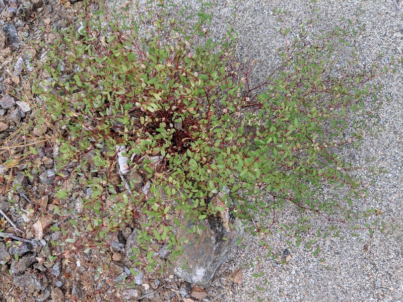 Euphorbia cerralvensis photo 5