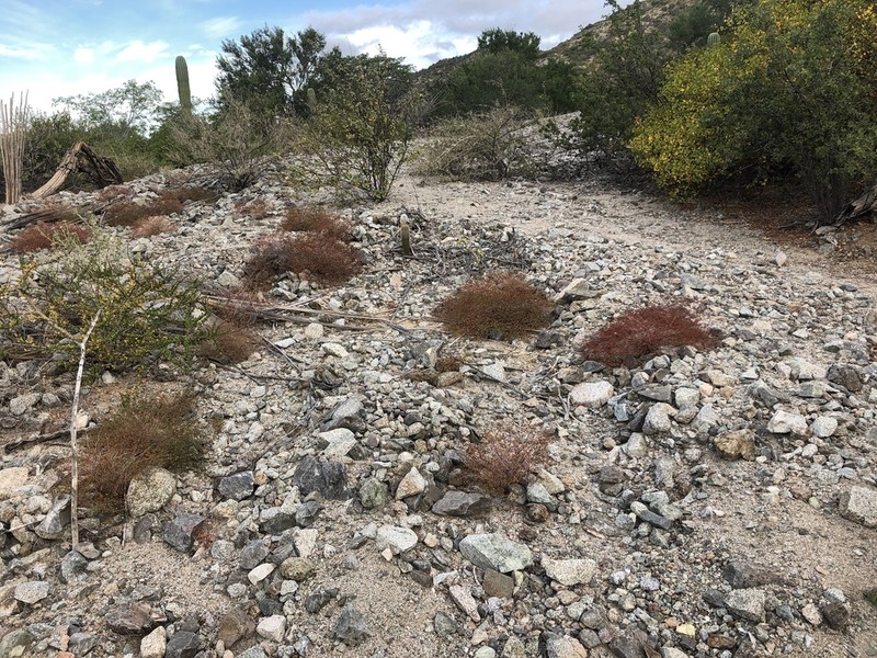Euphorbia cerralvensis photo 6