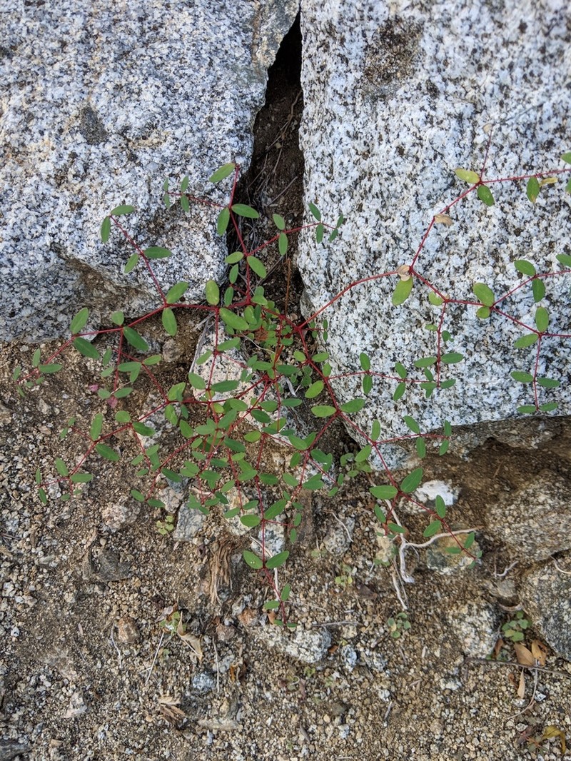 Euphorbia cerralvensis photo 7