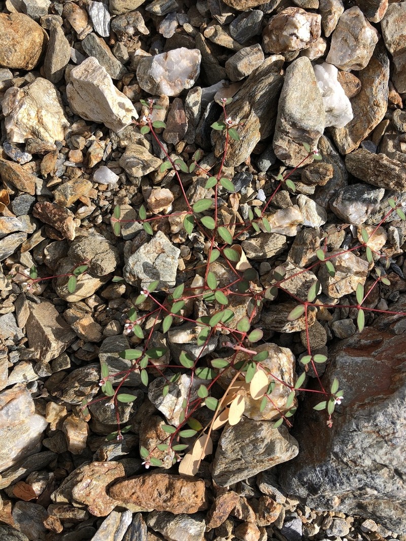Euphorbia cerralvensis photo 8