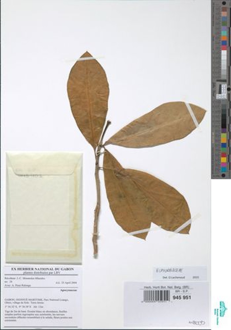 Euphorbia cervicornu