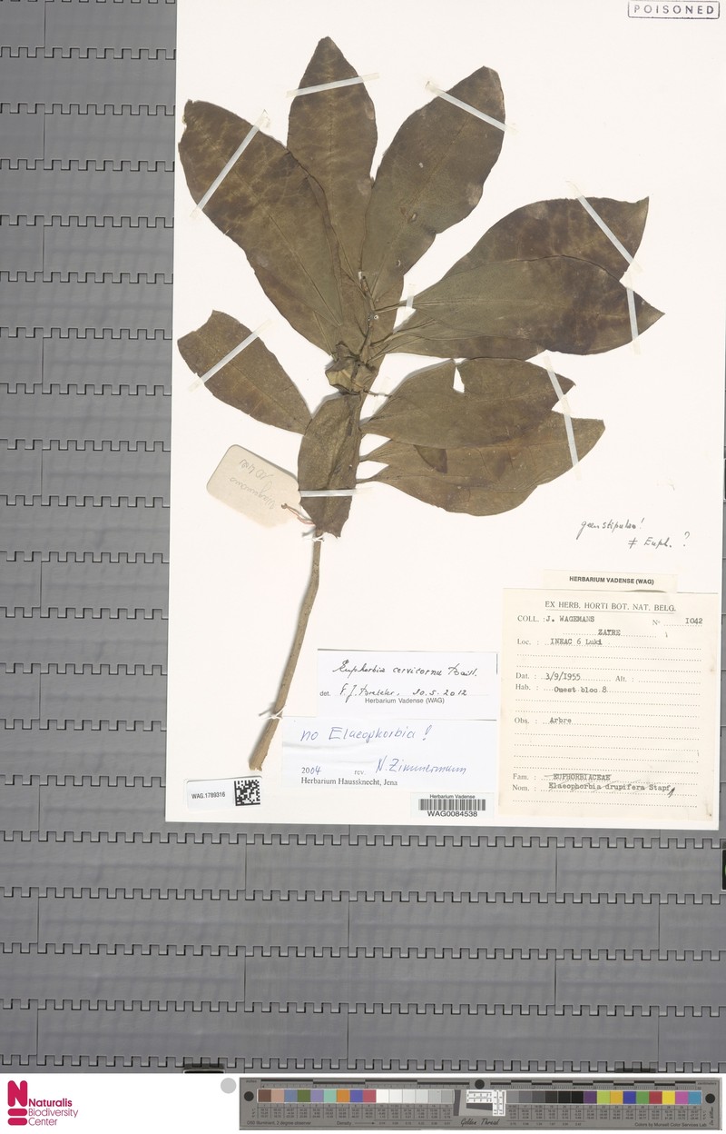 Euphorbia cervicornu photo 2