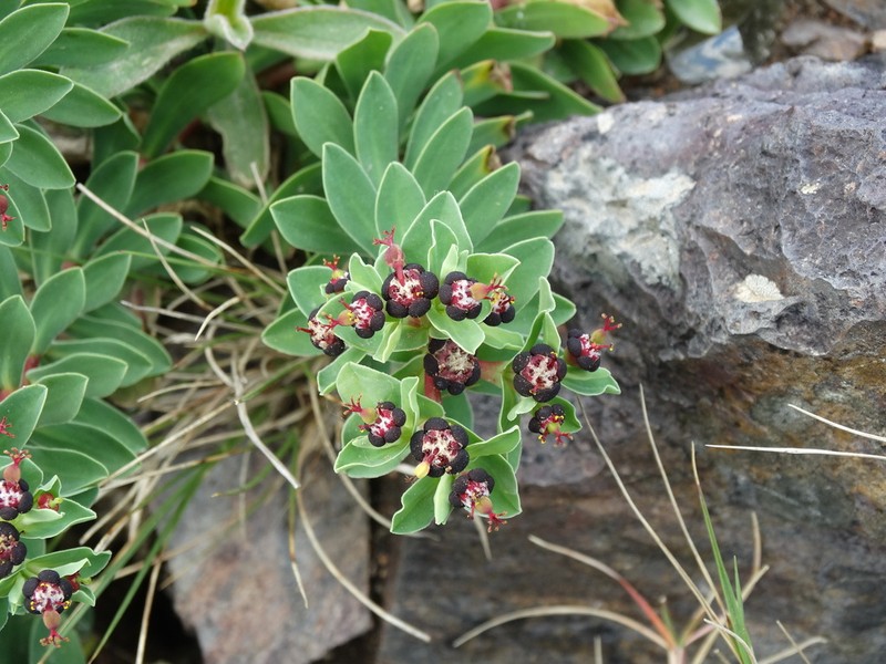 Euphorbia cespitosa