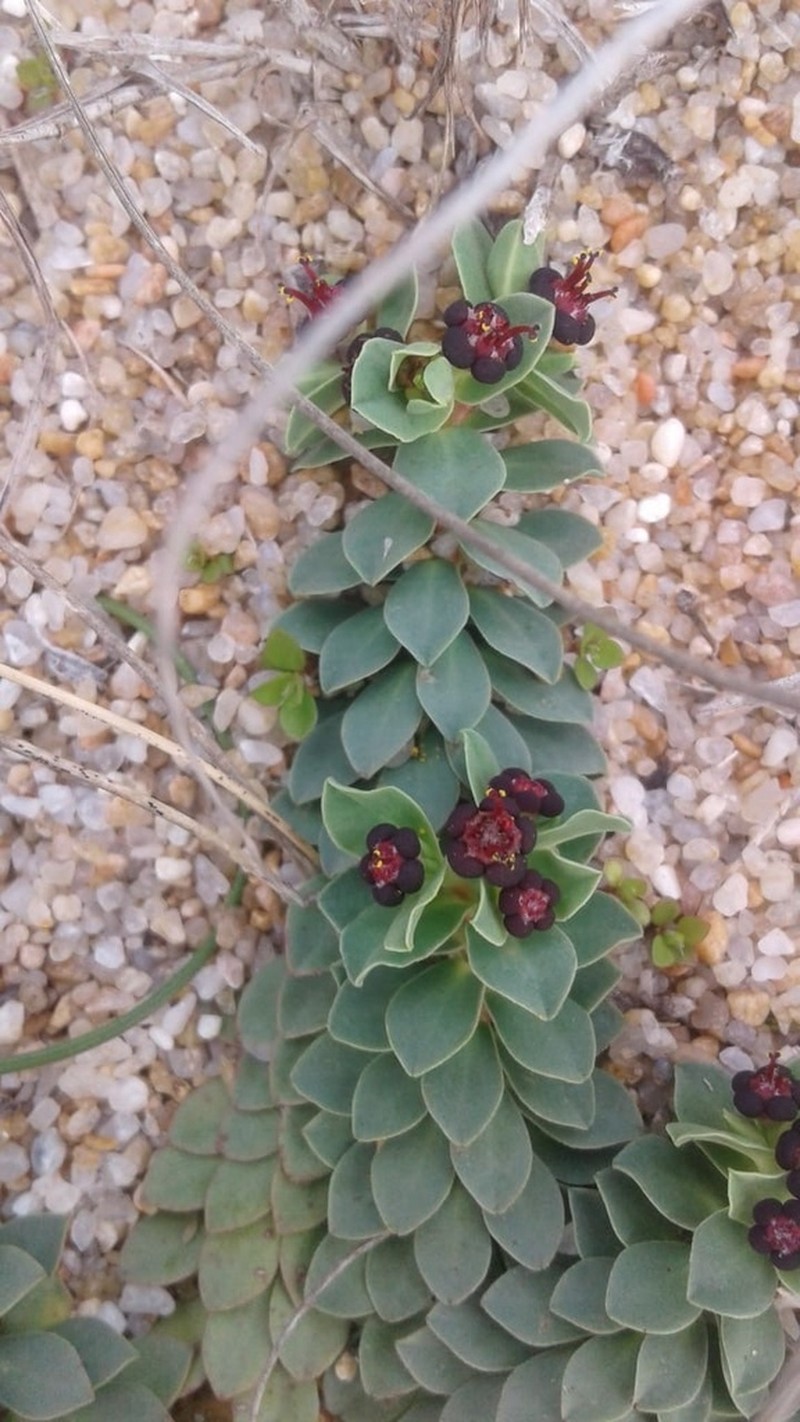 Euphorbia cespitosa photo 2