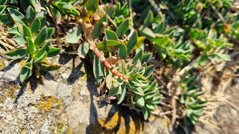 Euphorbia cespitosa photo 3