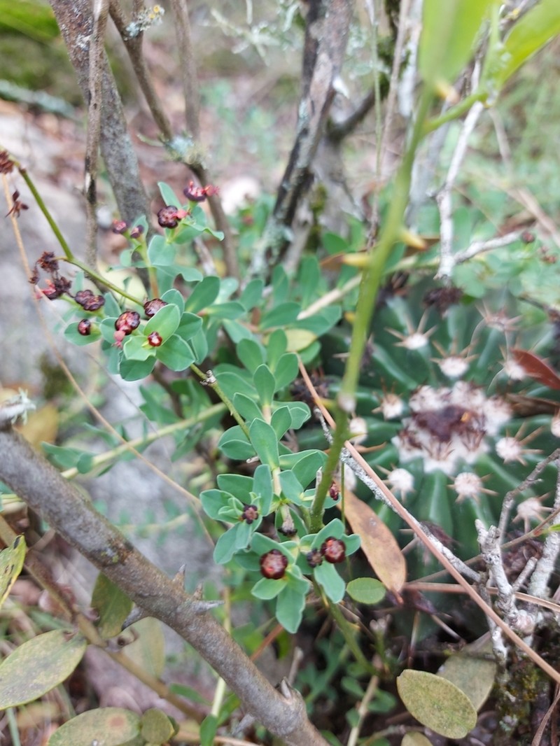 Euphorbia cespitosa photo 5