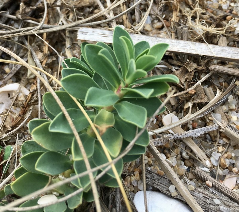 Euphorbia cespitosa photo 6