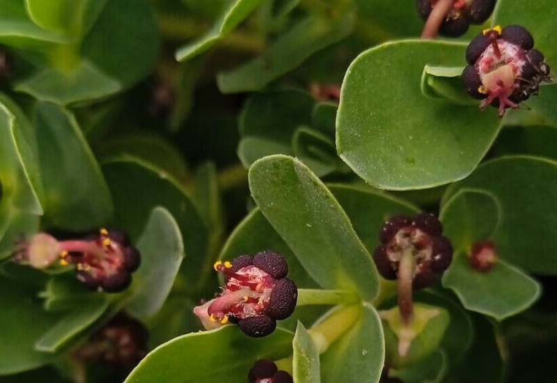 Euphorbia cespitosa photo 7