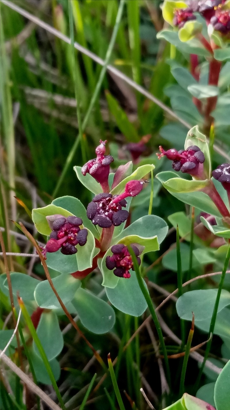Euphorbia cespitosa photo 8