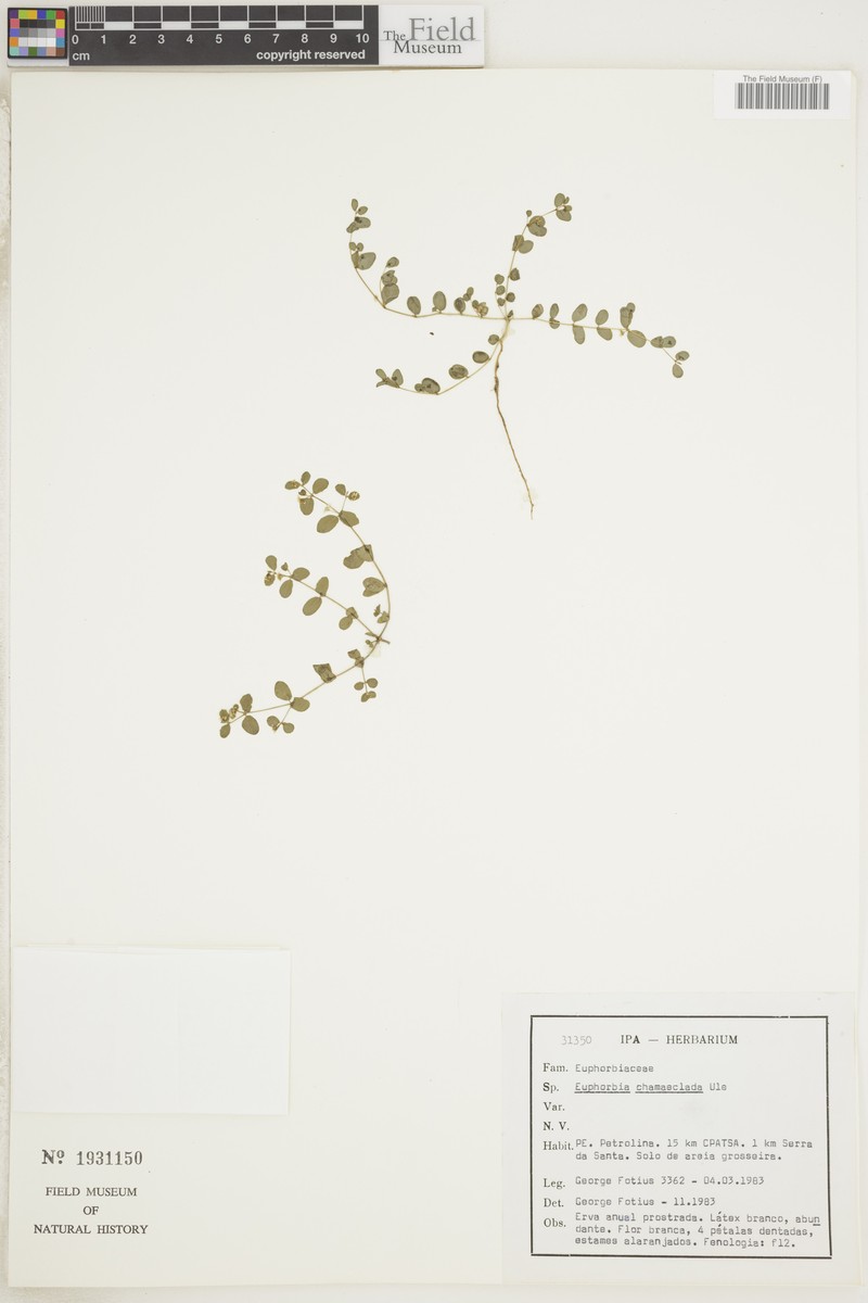 Euphorbia chamaeclada