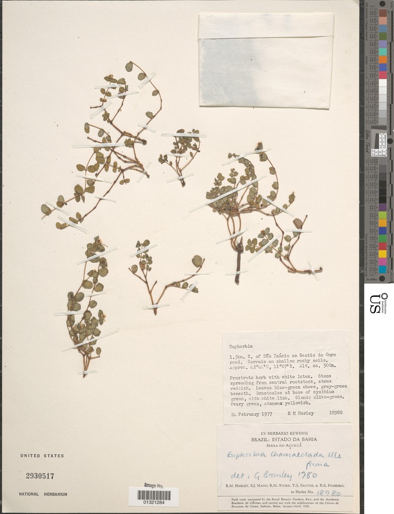 Euphorbia chamaeclada photo 2