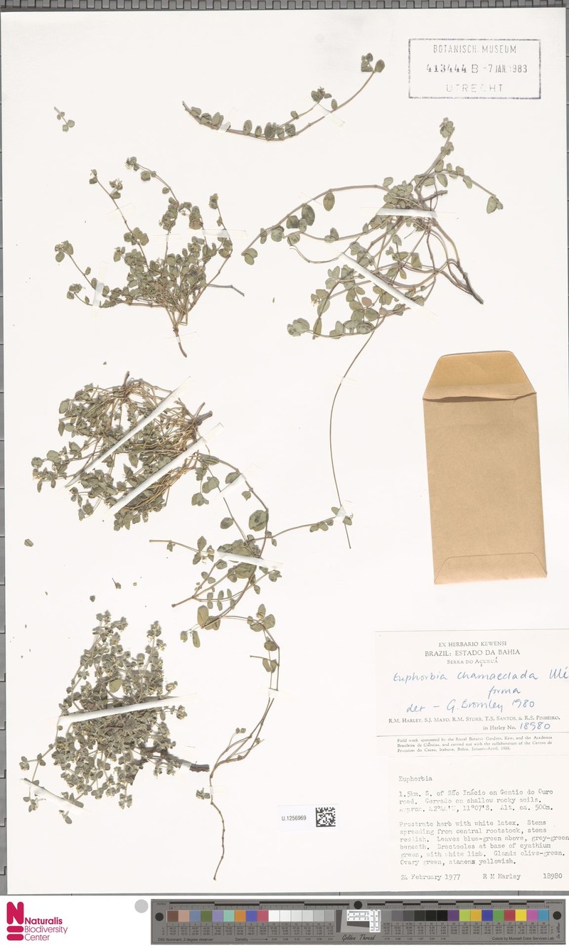 Euphorbia chamaeclada photo 3