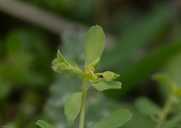 Euphorbia chamaepeplus