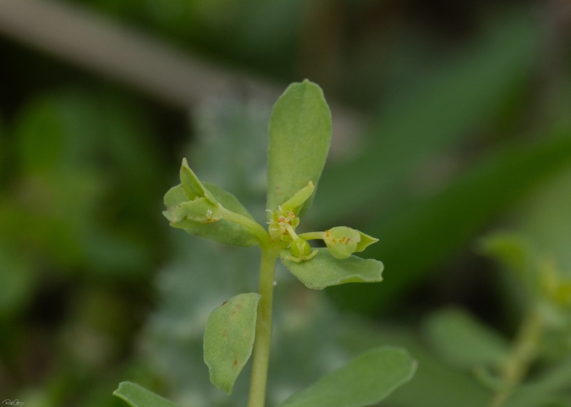 Euphorbia chamaepeplus