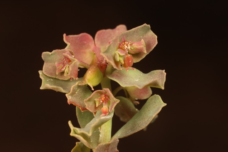 Euphorbia chamaepeplus photo 3