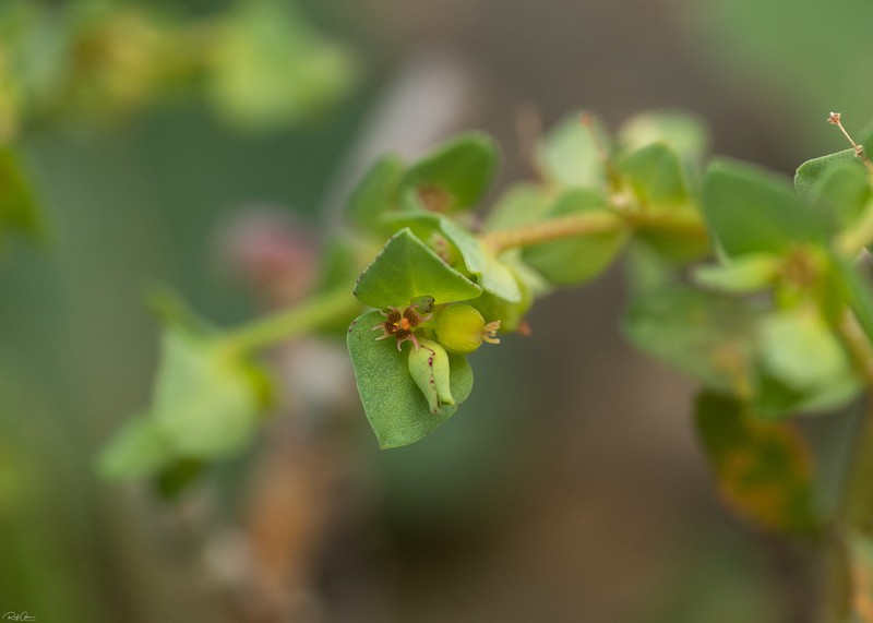 Euphorbia chamaepeplus photo 4